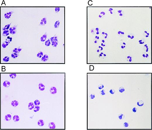 Fig. 2. Morphology of sorted PBMCs from FL- or placebo-treated volunteers. / (A) CD11c+ CD14− DC fraction from an FL-treated individual. (B) CD11c+ CD14+monocyte fraction from an FL-treated individual. (C) CD11cdull CD14dull neutrophil fraction from an FL-treated individual. (D) CD11c+ CD14+monocyte fraction from a placebo-treated individual. Cytospins were prepared from the sorted PBMC populations depicted in Figure 1B and stained with Wright-Giemsa stain.