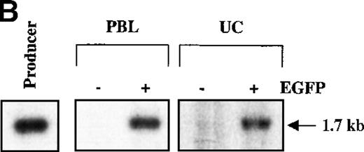 Fig. 2. Autologous accessory cells enhance retroviral-mediated gene transfer into naive UC T cells. / Mononuclear cells from UC blood and PB were obtained by Ficoll-Hypaque density centrifugation. To obtain a highly purified T-cell population devoid of accessory cells such as monocytes, T cells were positively selected using an anti-CD3 antibody conjugated to magnetic beads (Dynabeads). These purified T cells or nonpurified T-lymphocyte populations were then stimulated for 2 days with immobilized anti-CD3 and anti-CD28 antibodies and exposed twice to LZRS-EGFP retrovirus on fibronectin-coated plates. (A) Transduction efficiency of purified and nonpurified PB and UC T cells derived from individual donors. All transductions were performed in duplicate on fibronectin-coated plates and the mean percentage of EGFP-expressing cells was monitored 48 hours after transduction. (B) The presence of the LZRS-EGFP provirus in the EGFP− and EGFP+ UC and PB CD3+ subsets was monitored by Southern blot. CD3+ cells were purified by Dynal selection and transduced as described above. EGFP− and EGFP+populations were FACS sorted, genomic DNA was isolated, digested withXbaI, and hybridized with the 1.3-kb EGFP probe. The PG13/LZRS-EGFP producer clone was used as a positive control. The 1.7-kb fragment encompassing EGFP and the 3′LTR is indicated. (C) FACS profile of nontransduced and transduced UC T cells. The percentage of EGFP+ cells as well as the level of EGFP expression (MFI) is indicated. (D) Relative gene transfer in UC T cells following purification by either a positive (Dynal) or negative selection method (Stemsep) is compared to that obtained in a nonpurified T-cell population. The mean ± SD of EGFP+ cells in 2 to 5 independent experiments is shown.