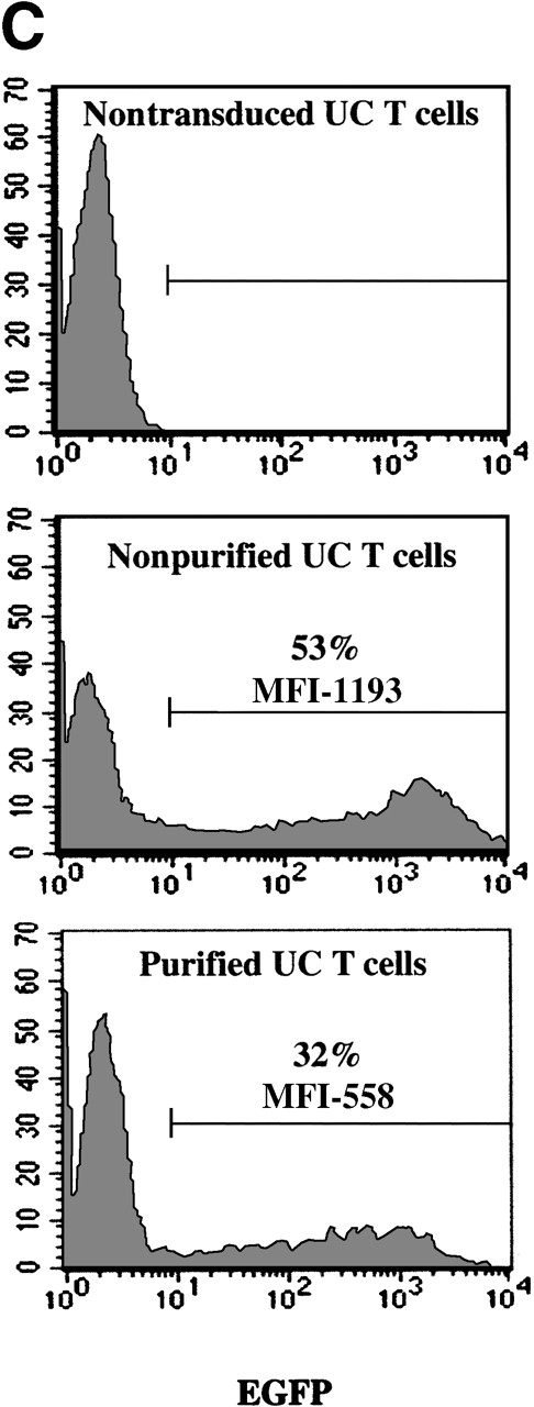 Fig. 2. Autologous accessory cells enhance retroviral-mediated gene transfer into naive UC T cells. / Mononuclear cells from UC blood and PB were obtained by Ficoll-Hypaque density centrifugation. To obtain a highly purified T-cell population devoid of accessory cells such as monocytes, T cells were positively selected using an anti-CD3 antibody conjugated to magnetic beads (Dynabeads). These purified T cells or nonpurified T-lymphocyte populations were then stimulated for 2 days with immobilized anti-CD3 and anti-CD28 antibodies and exposed twice to LZRS-EGFP retrovirus on fibronectin-coated plates. (A) Transduction efficiency of purified and nonpurified PB and UC T cells derived from individual donors. All transductions were performed in duplicate on fibronectin-coated plates and the mean percentage of EGFP-expressing cells was monitored 48 hours after transduction. (B) The presence of the LZRS-EGFP provirus in the EGFP− and EGFP+ UC and PB CD3+ subsets was monitored by Southern blot. CD3+ cells were purified by Dynal selection and transduced as described above. EGFP− and EGFP+populations were FACS sorted, genomic DNA was isolated, digested withXbaI, and hybridized with the 1.3-kb EGFP probe. The PG13/LZRS-EGFP producer clone was used as a positive control. The 1.7-kb fragment encompassing EGFP and the 3′LTR is indicated. (C) FACS profile of nontransduced and transduced UC T cells. The percentage of EGFP+ cells as well as the level of EGFP expression (MFI) is indicated. (D) Relative gene transfer in UC T cells following purification by either a positive (Dynal) or negative selection method (Stemsep) is compared to that obtained in a nonpurified T-cell population. The mean ± SD of EGFP+ cells in 2 to 5 independent experiments is shown.