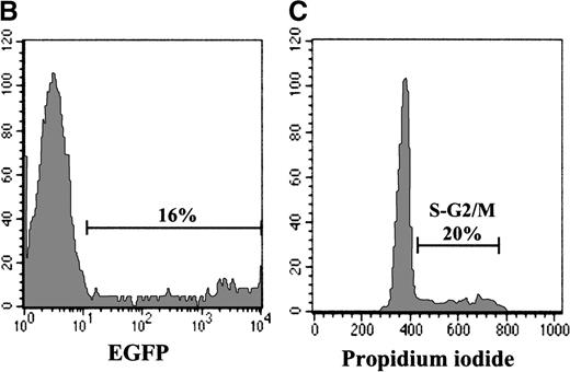 Fig. 6. Efficient retroviral-mediated gene transfer in naive CD45RA+ UC T cells upon IL-7 stimulation. / (A) CD45RA and CD45RO expression on naive UC T cells stimulated with IL-7 for 10 days. (B) Naive UC T cells were cultured for 4 days in the presence of IL-7 and then transduced for 2 consecutive days with LZRS-EGFP retroviral supernatants. EGFP expression was monitored by FACS analysis 2 days following transduction. (C) Cell cycle entry of the UC T cells used for transduction was determined by PI staining at day 4 of cytokine stimulation. (D) Comparison of T-cell receptor CDR3 size distribution (Immunoscope profiles) of nontransduced (EGFP−) and transduced (EGFP+) IL-7-stimulated UC T cells. Twenty-four PCR products were generated by reverse transcriptase-PCR with 24 different TCRVB subfamily-specific primers and 1 Cβ consensus primer, followed by a run-off reaction with a fluorescent Cβ primer. The graphs represent fluorescence intensity in arbitrary units (y-axis) plotted against CDR3 size (x-axis). Representative results for TCRVB 2, TCRVB 3, TCRVB 6b, TCRVB 7, and TCRVB 9 are shown. A gaussian-like profile is observed for the first 4 TCRVB families; there is a skewed profile for TCRBV 9 in the nontransduced population.