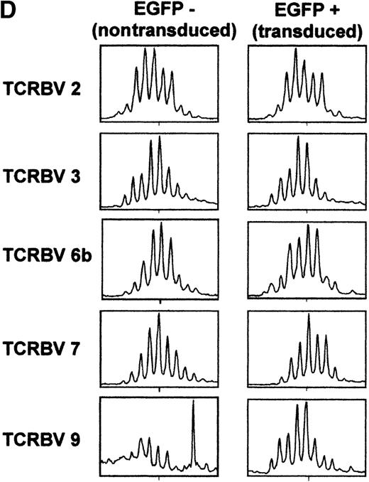 Fig. 6. Efficient retroviral-mediated gene transfer in naive CD45RA+ UC T cells upon IL-7 stimulation. / (A) CD45RA and CD45RO expression on naive UC T cells stimulated with IL-7 for 10 days. (B) Naive UC T cells were cultured for 4 days in the presence of IL-7 and then transduced for 2 consecutive days with LZRS-EGFP retroviral supernatants. EGFP expression was monitored by FACS analysis 2 days following transduction. (C) Cell cycle entry of the UC T cells used for transduction was determined by PI staining at day 4 of cytokine stimulation. (D) Comparison of T-cell receptor CDR3 size distribution (Immunoscope profiles) of nontransduced (EGFP−) and transduced (EGFP+) IL-7-stimulated UC T cells. Twenty-four PCR products were generated by reverse transcriptase-PCR with 24 different TCRVB subfamily-specific primers and 1 Cβ consensus primer, followed by a run-off reaction with a fluorescent Cβ primer. The graphs represent fluorescence intensity in arbitrary units (y-axis) plotted against CDR3 size (x-axis). Representative results for TCRVB 2, TCRVB 3, TCRVB 6b, TCRVB 7, and TCRVB 9 are shown. A gaussian-like profile is observed for the first 4 TCRVB families; there is a skewed profile for TCRBV 9 in the nontransduced population.
