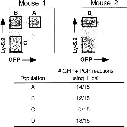 Fig. 2. Donor-derived cells in long-term reconstituted animals contain integrated provirus. / Single, Ly-5.2+ peripheral blood cells were isolated from animals reconstituted for 4 months and assayed for the presence of an integrated provirus using nested PCR. Single cells would predominantly be B, T, and myeloid cell types, which represent the major, circulating Ly-5.2+ cell populations.