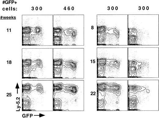 Fig. 3. Sustained expression of the GFP reporter gene in long-term reconstituted mice. / Peripheral blood of 4 long-term reconstituted animals from 2 independent experiments was assayed at the indicated time points for the persistence of GFP expression over 5 to 6 months. A total of 13 of 13 animals showed sustained long-term expression with little change in the percentage of GFP-expressing cells. The number of transplanted, GFP+ donor cells per animal are indicated. All donor cells were mixed with 2 × 105 recipient-type (Ly-5.1) marrow cells prior to transplantation.