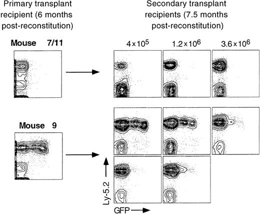 Fig. 4. Expression patterns seen in primary transplant recipients are generally maintained in long-term reconstituted secondary transplant recipients. / Increasing numbers of whole bone marrow cells from long-term reconstituted primary recipient mice were transplanted into lethally irradiated secondary recipients of the Ly-5.1 genotype. Peripheral blood was analyzed from 3 animals representing mouse 7/11 and 5 animals from mouse 9.