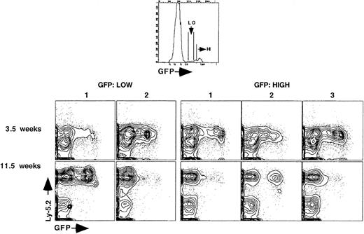 Fig. 5. Maintenance of gene expression is not predictable based on initial levels of GFP expression. / Recipient animals were reconstituted with 350 GFP+, LT-HSC that initially expressed either low (2 animals) or high levels (3 animals) of GFP 24 hours after stem cell transduction. Peripheral blood was analyzed at 3.5 weeks and 11.5 weeks post-reconstitution.