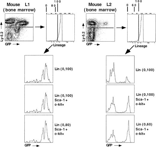 Fig. 6. LT-HSC remain GFP+ in significantly higher proportion than developing bone marrow cells. / Two mice reconstituted for 10 months were analyzed for GFP expression in developing bone marrow cells and within the hematopoietic stem cell population using 5-color FACS analysis. Cells were stained for the donor marker (Ly-5.2, allophycocyanin), lineage markers (Cy5-PE), c-kit (PE), Sca-1 (Texas Red), and GFP (fluorescence in the fluorescein isothiocyanate channel). The numbers in parentheses indicate gating of lineage-marker negative-to-low cells according to the numeric scale given on the top of the lineage-marker histogram. Donor-derived, LT-HSC will be present at high purity in the Ly-5.2+, Sca-1+, c-kit+, Lin (0-80) gated population. The entire hematopoietic stem cell pool, which includes short-term reconstituting stem cells, will be present in the Lin (0-100) fraction.