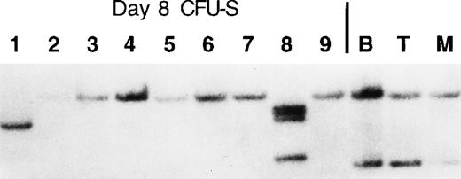 Fig. 7. Two independent LT-HSC clones contribute most of the hematopoiesis seen in mouse L1. / A portion of the bone marrow used for FACS analysis shown in Figure 6was used to inject secondary lethally irradiated mice for day-8 CFU-S. A total of 50 000 nucleated bone marrow cells were used per injection. Macroscopic spleen colonies were individually dissected 8 days post-reconstitution, and then genomic DNA isolated from each colony was used in Southern analysis to determine each proviral integration site. Whole B, T, and myeloid cell samples were obtained by positive magnetic bead selection (Miltenyi Biotech) using single cell suspensions of spleen (B and myeloid cells) and thymus (T cells).