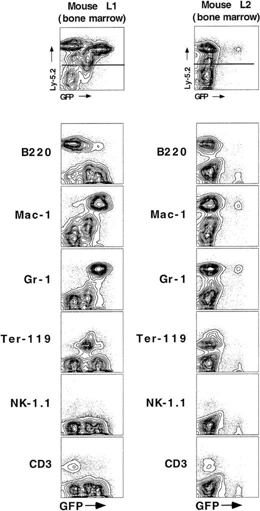Fig. 8. Inactivation of GFP expression occurs primarily as stem cells differentiate into lymphoid cell populations. / Bone marrow cells were stained with antibodies directed against markers that define specific blood cell lineages, including B cells (B220), monocytes and neutrophils (Mac-1 and Gr-1), primitive erythrocytes (Ter-119), natural killer cells (NK-1.1), and T cells (CD3). Contour plots showing mature lineage marker expression are gated for all donor-derived (Ly-5.2) cells.