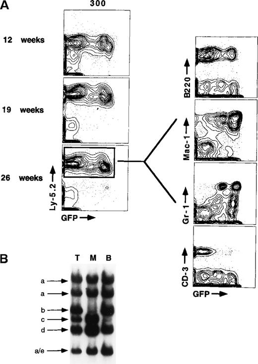 Fig. 9. GFP expression is largely maintained during myeloid differentiation from stem cells. / T, myeloid, and B cells were isolated from the bone marrow and spleen of a mouse reconstituted for 26 weeks using positive selection with magnetic beads. The molarity of the Southern bands indicates that at least 5 independent stem cell clones contribute most of the hematopoiesis in the animal (arrows a-e). The purity of column-enriched cells was generally 80% to 95% based on reanalysis of enriched cells. Nearly all donor-derived myeloid cells (monocytes and neutrophils) were GFP+ in the long-term reconstituted animal.