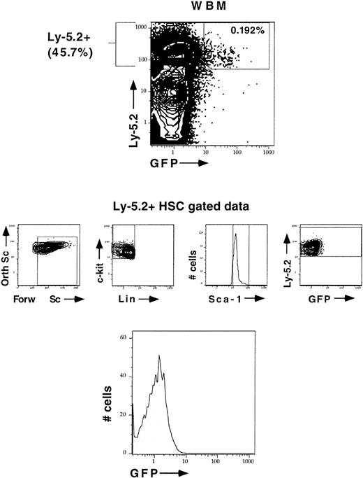 Fig. 10. Silencing occurs at the LT-HSC level. / LT-HSC were analyzed in an animal that showed no evidence of sustained GFP expression after long-term reconstitution even though the animal was highly donor-reconstituted. Donor hematopoietic stem cells were analyzed for being Ly-5.2+ (APC), Sca-1+ (Texas Red), lineage marker–negative (Cy5-PE), c-kit+ (PE), and GFP+ or GFP−.