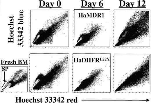 Fig. 1. Quantitation of Hoechst 33342 SP cells in bone marrow expansion cultures after MDR1 gene transfer. / Murine bone marrow cells were prestimulated for 48 hours in the presence of growth factors and then retrovirally transduced with either the HaMDR1 or the HaDHFRL22Y vector for another 48 hours. The time point immediately after coculture was defined as day 0 of expansion. Transduced cells were then grown in suspension cultures for 12 days. Hoechst 33342 staining of BM cells was performed on days 0, 6, and 12 to determine the frequency of SP cells within the expanding cell populations. FACS profiles, representative of 3 independent expansion experiments, are shown for BM cells transduced with either the HaMDR1 (top panels) or the HaDHFRL22Y vectors (bottom panels). On the left, a sample of normal, freshly isolated C57BL/6 BM cells is shown with the SP gate indicated.