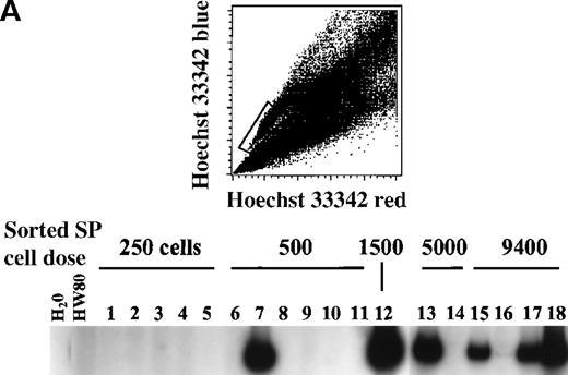 Fig. 2. Limiting-dilution transplant analysis of MDR1-transduced SP cells isolated from 12-day expansion cultures. / HaMDR1-transduced BM cells (C57BL/6 background) were placed in liquid suspension culture and expanded for 12 days. On day 12, the SP cell fraction was isolated by flow cytometry using the sorting gate shown in A. The sorted cells were then injected into lethally irradiated recipient mice at the indicated doses, along with a 2 × 105 fresh BM cells (HW80 background). (A) 16 weeks after transplantation, peripheral blood leukocyte DNA was prepared and analyzed by PCR for the presence of the HaMDR1 proviral genome. A water-only control and a nontransplanted mouse control (HW80) are shown on the left as negative controls. Transplanted mice received cell doses ranging from 250 to 9400 cells, as indicated above the lanes. The numbers 1 to 18 correspond to individual recipient mice. (B) Reconstitution was also measured using hemoglobin electrophoresis. Erythroid cells derived from the sorted SP cells are identified by the faster-migrating, C57BL/6-derived hemoglobin isoform. The animal numbers are the same as in A, and samples from nontransplanted C57BL/6 and HW80 mice are shown on the right. Asterisks indicate samples in which there were detectable amounts of C57BL/6-derived hemoglobin.