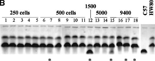 Fig. 2. Limiting-dilution transplant analysis of MDR1-transduced SP cells isolated from 12-day expansion cultures. / HaMDR1-transduced BM cells (C57BL/6 background) were placed in liquid suspension culture and expanded for 12 days. On day 12, the SP cell fraction was isolated by flow cytometry using the sorting gate shown in A. The sorted cells were then injected into lethally irradiated recipient mice at the indicated doses, along with a 2 × 105 fresh BM cells (HW80 background). (A) 16 weeks after transplantation, peripheral blood leukocyte DNA was prepared and analyzed by PCR for the presence of the HaMDR1 proviral genome. A water-only control and a nontransplanted mouse control (HW80) are shown on the left as negative controls. Transplanted mice received cell doses ranging from 250 to 9400 cells, as indicated above the lanes. The numbers 1 to 18 correspond to individual recipient mice. (B) Reconstitution was also measured using hemoglobin electrophoresis. Erythroid cells derived from the sorted SP cells are identified by the faster-migrating, C57BL/6-derived hemoglobin isoform. The animal numbers are the same as in A, and samples from nontransplanted C57BL/6 and HW80 mice are shown on the right. Asterisks indicate samples in which there were detectable amounts of C57BL/6-derived hemoglobin.