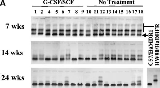 Fig. 3. Competitive repopulation assay in mice transplanted with equal donor volumes of HaMDR1- and HaDHFRL22Y-transduced BM cells. / BM cells from C57BL/6 mice were transduced with the HaMDR1 vector, and HW80 marrow cells were transduced with the HaDHFRL22Yvector. Immediately after the transduction, equal donor volumes from each transduced graft were mixed and transplanted into lethally irradiated recipient mice. Engraftment was monitored by tracking the proportion of donor hemoglobin specific for either the HaMDR1-transduced (lower band) or the HaDHFRL22Y-transduced (upper 2 bands) cells. (A) Hemoglobin electrophoresis gels are shown for mice from experiment 2, obtained at 7, 14, and 24 weeks after transplantation. These mice were divided into 2 groups. One received two 5-day courses of G-CSF/SCF treatment (left), and the other was the untreated group (right). Each lane represents a sample from a single mouse. The hemoglobin pattern for the C57BL/6 and HW80 controls are shown on the right. (B) Two independent mixing experiments were performed, and the data for both of these are graphically shown. The y-axis represents the percentage of donor engraftment with MDR1-transduced cells, as indicated by hemoglobin electrophoresis. Each line represents an individual mouse analyzed serially over time.