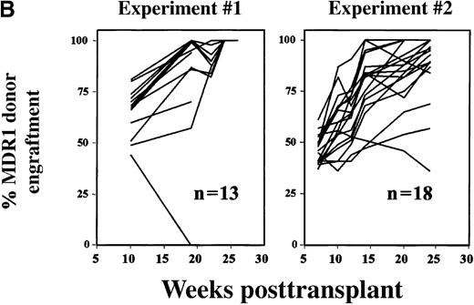 Fig. 3. Competitive repopulation assay in mice transplanted with equal donor volumes of HaMDR1- and HaDHFRL22Y-transduced BM cells. / BM cells from C57BL/6 mice were transduced with the HaMDR1 vector, and HW80 marrow cells were transduced with the HaDHFRL22Yvector. Immediately after the transduction, equal donor volumes from each transduced graft were mixed and transplanted into lethally irradiated recipient mice. Engraftment was monitored by tracking the proportion of donor hemoglobin specific for either the HaMDR1-transduced (lower band) or the HaDHFRL22Y-transduced (upper 2 bands) cells. (A) Hemoglobin electrophoresis gels are shown for mice from experiment 2, obtained at 7, 14, and 24 weeks after transplantation. These mice were divided into 2 groups. One received two 5-day courses of G-CSF/SCF treatment (left), and the other was the untreated group (right). Each lane represents a sample from a single mouse. The hemoglobin pattern for the C57BL/6 and HW80 controls are shown on the right. (B) Two independent mixing experiments were performed, and the data for both of these are graphically shown. The y-axis represents the percentage of donor engraftment with MDR1-transduced cells, as indicated by hemoglobin electrophoresis. Each line represents an individual mouse analyzed serially over time.