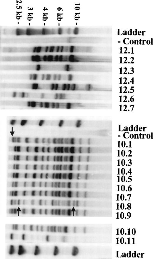 Fig. 4. Clonality analysis of secondary CFU-S from mice transplanted with HaMDR1-transduced BM cells. / Two mice from mixing experiment 1 were killed 24 and 20 weeks after transplantation, and bone marrow-derived CFU-S colonies were harvested 12 days after injection into irradiated mice. DNA was prepared from each CFU-S colony and analyzed for vector integration sites by Southern blot analysis. Because the probe is upstream of the 5′EcoRI site in the vector, each band represents a unique integration site within a CFU-S clone. The left panel shows the analysis of 7 clones derived from mouse 12, and the right panel shows 11 clones from mouse 10. DNA from a normal spleen (control) shows a faint endogenous band hybridizing with the MDR1 probe fragment. The DNA ladder is shown on each gel, and the ladder marker sizes are indicated on the left. Small arrows in the right panel indicate unique retroviral integration sites in a parent stem cell clone.