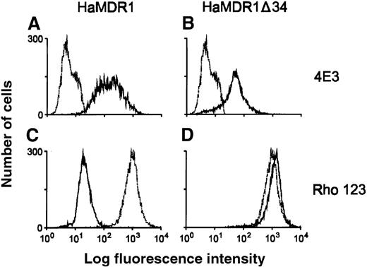 Fig. 5. P-gp expression and function in producer cells transduced with the HaMDR1▵34 vector. / Monoclonal antibody 4E3 was used to detect cell surface expression of P-gp in GP-E86 cells transduced with the HaMDR1 vector (A) or with the HaMDR1Δ34 vector (B). The heavy line represents results from the producer cell lines, whereas the lighter lines show negative controls using nontransduced GP-E86 cells. Molecular pump function was also assayed in these cells using a rhodamine exclusion assay (C-HaMDR1, D- HaMDR1Δ34). The presence of cells with low fluorescence indicates rhodamine efflux activity caused by P-gp expression. Again, the light lines are nontransduced negative controls.