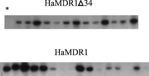 Fig. 6. Transduction efficiency of vectors in primary CFU-S. / Whole bone marrow cells were transduced either with the HaMDR1Δ34 vector (top row), or the HaMDR1 vector (bottom row). The cells were then injected into irradiated recipients, and DNA was later prepared from day 14 CFU-S colonies. Southern blot analysis was performed to detect the proviral genome by digesting with EcoRI and probing with a full-length MDR1 cDNA. Each lane represents a sample from an individual colony. The lane marked by an asterisk is from an nontransduced CFU-S colony, which serves as a negative control.
