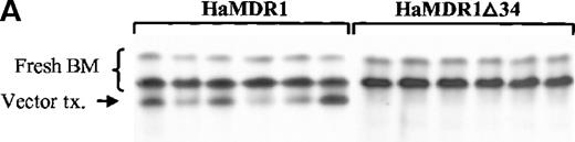 Fig. 8. Competitive repopulation studies using cells transduced with the HaMDR1▵34 vector. / (A) Hemoglobin electrophoresis of 12-day expanded cells competed against fresh bone marrow cells. C57BL/6 cells were transduced with either the HaMDR1 vector (left lanes) or with the HaMDR1Δ34 vector (right lanes) and competed against fresh HW80 bone marrow cells at a femur volume ratio of 0.02 transduced to 0.25 fresh. Sixteen weeks after transplantation into irradiated recipient mice, hemoglobin electrophoresis was performed to monitor engraftment from the 2 donor sources. Each lane represents the results from an individual transplanted mouse. (B) PCR analysis of DNA from peripheral leukocytes of mice transplanted with equal volumes of HaMDR1 and HaMDR1Δ34-transduced marrow. The single primer set was used that flanked the Δ34 deletion and amplified a 692-bp and a 590-bp fragment from the HaMDR1 and the HaMDR1Δ34 proviral genomes, respectively. From the left, the first lane is from a mock-transduced mouse, the second lane from a mouse that received only HaMDR1Δ34-transduced cells, and the third lane from a mouse that received only HaMDR1-transduced cells. The remaining lanes are from 2 independent experiments in which mice were transplanted using 0.02 femur volumes from each expanded graft. The 3 mice in the first experiment were analyzed 11 weeks after transplantation, and the last 6 lanes are from mice from a second experiment analyzed 18 weeks after transplantation.