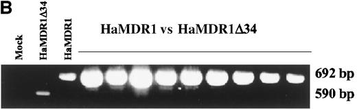 Fig. 8. Competitive repopulation studies using cells transduced with the HaMDR1▵34 vector. / (A) Hemoglobin electrophoresis of 12-day expanded cells competed against fresh bone marrow cells. C57BL/6 cells were transduced with either the HaMDR1 vector (left lanes) or with the HaMDR1Δ34 vector (right lanes) and competed against fresh HW80 bone marrow cells at a femur volume ratio of 0.02 transduced to 0.25 fresh. Sixteen weeks after transplantation into irradiated recipient mice, hemoglobin electrophoresis was performed to monitor engraftment from the 2 donor sources. Each lane represents the results from an individual transplanted mouse. (B) PCR analysis of DNA from peripheral leukocytes of mice transplanted with equal volumes of HaMDR1 and HaMDR1Δ34-transduced marrow. The single primer set was used that flanked the Δ34 deletion and amplified a 692-bp and a 590-bp fragment from the HaMDR1 and the HaMDR1Δ34 proviral genomes, respectively. From the left, the first lane is from a mock-transduced mouse, the second lane from a mouse that received only HaMDR1Δ34-transduced cells, and the third lane from a mouse that received only HaMDR1-transduced cells. The remaining lanes are from 2 independent experiments in which mice were transplanted using 0.02 femur volumes from each expanded graft. The 3 mice in the first experiment were analyzed 11 weeks after transplantation, and the last 6 lanes are from mice from a second experiment analyzed 18 weeks after transplantation.