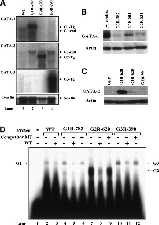 Fig. 3. Expression of transgene in each rescued mouse. / (A) RNA blot analyses of rescued GATA-1.05 compound mutant mice. Total cellular RNA was extracted from the spleens of G1R (line No. 782), G2R (line No. 620), G3R (line No. 390), or WT mice. The transcript sizes of endogenous and transgenic RNA transcripts are as follows: endogenous GATA-1 (G1-end) is 1.9 kilobases (kb); transgene (G1 Tg) of GATA-1 is 2.1 kb; endogenous GATA-2 (G2-end) is 3.5 and 2.9 kb; transgene (G2 Tg) of GATA-2 is 2.3 kb; transgene of GATA-3 (G3 Tg) is 2.7 kb. A β-actin probe was used as the internal control. (B, C) Western blot analysis of G1R or G2R lines. To examine protein levels of transgene-derived GATA factors, splenic nuclear extracts prepared from various transgenic lines (indicated above the lanes) were subjected to Western blot analysis using anti–GATA-1 N6 monoclonal antibody (B) or anti–GATA-2 RC1.1 monoclonal antibody (C). For controls, nuclear extract from MEL cells (+) or IE3.9int-GFP mouse spleen was used. (D) EMSA of transgenic GATA factors. Radiolabeled GATA probe was incubated without (lane 1) or with splenic nuclear extracts from a WT mouse (lanes 2-3), G1R line No. 782 (lanes 4-6), G2R line No. 620 (lanes 7-9), and G3R line No. 390 (lanes 10-12) in the presence of cold GATA (lanes 3, 5, 8, 11) or mutated GATA (lanes 6, 9, 12) oligonucleotides. G1R and G3R were similar to WT, but G2R was significantly higher than WT.