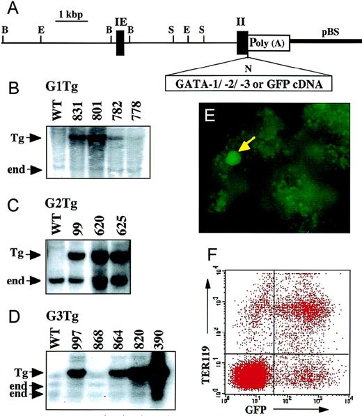 Fig. 1. Transgenic mice bearing IE3.9int-directed transgenes. / (A) Structure of the GATA-1 gene regulatory region (IE3.9int) cassette. This plasmid contains 3.9 kilobase pairs of sequences 5′ to the IE exon, the IE exon itself, the first intron, and a part of the second exon of the mouse GATA-1gene. The initiation methionine codon in the GATA-1 second exon was deleted and replaced by a unique NotI site for subsequent cloning purpose. Restriction enzyme sites are B,BamHI; E, EcoRI; N, NotI; S,SacI. (B-D) Genomic Southern blot analyses ofIE3.9int-directed transgenic mice. The transgene-specific bands (Tg) and endogenous bands(s) (end) are indicated by arrows on the left of each panel. (E, F) Expression profiles of the IE3.9int-GFPtransgene in bone marrow hematopoietic cells. Strong green fluorescence is observed in both erythroid cells and megakaryocytes (arrow) (E). In FACS analysis, most TER119-positive bone marrow cells are also GFP-positive (F).