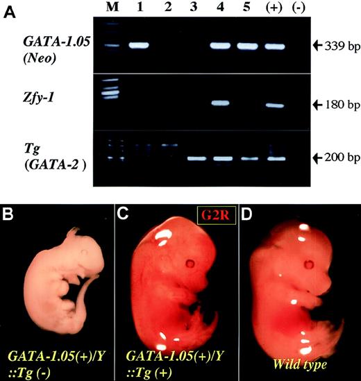 Fig. 2. Rescue of hematopoiesis in GATA-1.05 mouse by transgenic expression of GATA-2. / (A) Genotyping of GATA-1.05::GATA-2 Tgcompound mutant mice. Three sets of primers were used for the genotyping. Primer sets for the neomycin resistance gene (Neo) and Zfy-1 gene were used for detecting GATA-1.05 allele and sex of the embryos, respectively. Another set of primers was used to detect the GATA-2 transgene. Numbers represent sibling embryos from a single litter. (B-D) Gross appearance of a litter of E13.5 embryos from the mating of GATA-1.05 heterozygous female mouse with GATA-2 Tg(+) male mouse. An embryo withGATA-1.05/Zfy-1(+)/GATA-2 Tg(–) genotype was found dead at E13.5 and showed signs of necrosis (B). In contrast, an embryo ofGATA-1.05(+)/Zfy-1(+)/GATA-2 Tg(+) genotype was apparently healthy (G2R mouse; C), albeit slightly smaller in size, compared with WT male embryo (D).