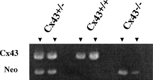 Fig. 1. Representative blot showing identification of Cx43+/+, Cx43+/−, and Cx43−/−mice by PCR. / Liver DNA from mice was amplified using neomycin and Cx43 primers as described in “Materials and methods.”