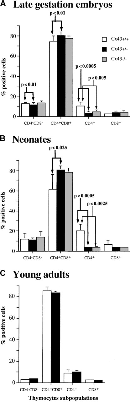 Fig. 3. Frequency of CD4−CD8−, CD4+CD8+, CD4+, and CD8+thymocyte subpopulations. / (A) Late gestation Cx43+/+ (n = 4), Cx43+/− (n = 12), and Cx43−/− (n = 6) embryos. (B) Neonatal Cx43+/+ (n = 6), Cx43+/− (n = 5), and Cx43−/− (n = 3) mice. (C) Young adult Cx43+/+ (n = 4) and Cx43+/− (n = 4) mice. The level of statistical significance for each thymocyte subpopulation between different groups of mice is indicated.