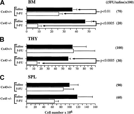 Fig. 4. Cellularity in the bone marrow, thymus, and spleen. / (A) Bone marrow (BM) from 2 femurs and 2 tibiae); (B) thymus (THY); and (C) spleen (SPL) from Cx43+/+ and Cx43−/− mice 9 days after treatment with 5-FU or saline. Three to 4 mice of each genotype received the indicated treatment, and animals were processed individually. The ratio of recovery calculated as described in Materials and methods is indicated in parenthesis. The level of statistical significance between the different experimental groups is indicated. The results shown are from 1 of 2 identical experiments. Mice were 5 weeks of age when treated with 5-FU.