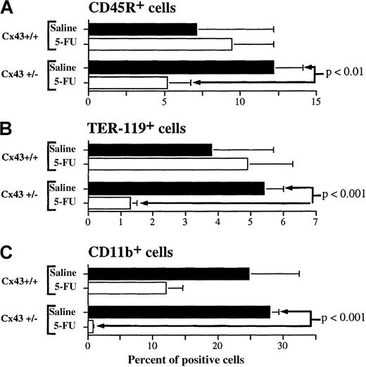 Fig. 5. Phenotypes. / The phenotypes are shown for CD45R+ (A), TER-119+(B), and CD11b+ (C) cells in the bone marrow of Cx43+/+ and Cx43+/− mice 9 days after 5-FU or saline treatment. Mice are the same as those described in the legend to Figure 4. The level of statistical significance between the different experimental groups is indicated.