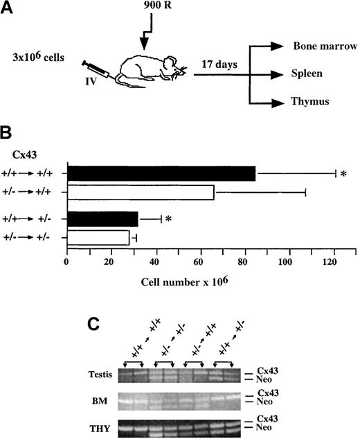 Fig. 6. Thymus cellularity in Cx43+/+ or Cx43+/− mice after bone marrow transplantation. / (A) The transplantation protocol. (B) Thymus celllularity in Cx43+/+ or Cx43+/− recipients of Cx43+/+ or Cx43+/− bone marrow cells. (C) PCR analysis of testes, bone marrow (BM), and thymus (THY) from Cx43+/+ or Cx43+/− mice grafted with either Cx43+/+ or Cx43+/− bone marrow cells as indicated. Testis DNA was used to confirm the identity of the recipient mouse. Note that the genetic composition of the thymus of Cx43+/− mice that received Cx43+/+ bone marrow is not completely donor derived. Only 2 of 3 to 4 mice from each group are shown. The asterisk indicates values significantly different at P < .05.