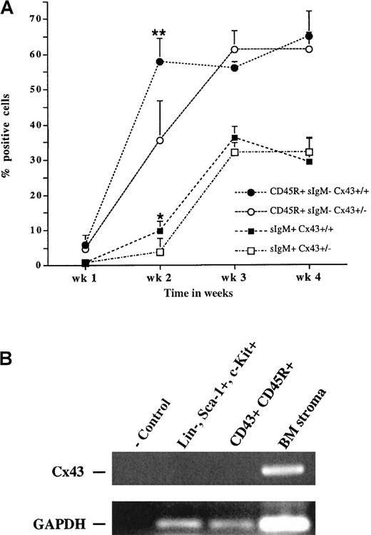 Fig. 7. B lymphopoiesis in long-term bone marrow cultures from Cx43+/− and Cx43+/+ mice. / (A) After establishment of confluent adherent layers from Cx43+/+ or Cx43+/− bone marrow cells, cultures were recharged from the same pool of Cx43+/+ or Cx43+/− bone marrow, respectively, and maintained under myeloid long-term culture conditions for 3 weeks before transfer to B lymphoid culture conditions. Cells were harvested from cultures at weekly intervals thereafter and the frequency of CD45R+sIgM− and CD45R+sIgM+ cells determined. Groups different at ** = P < .0005; * = P < .005. There were no significant differences in cellularity between the cultures established with Cx43+/+ and Cx43+/− bone marrow (data not shown). Data are based on individual analysis of 8 cultures per experimental group. (B) Expression of Cx43 mRNA in sorted Lin−, Sca-1+, c-kit+ stem cells, sorted CD43+CD45R+ pro-B cells, and heterogeneous bone marrow stroma depleted of hematopoietic cells. RT-PCR was performed as described in “Materials and methods.”