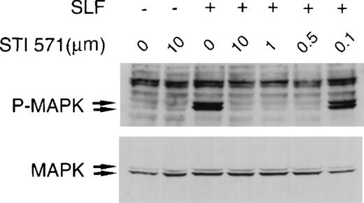 Fig. 3. STI 571 inhibits SLF-dependent activation of mitogen-activated protein (MAP) kinase. / Whole cell lysates of M-07e cells were prepared and immunoblotted with a polyclonal antibody specific for the doubly phosphorylated forms of p44 and p42 MAP kinase (Erk1 and Erk2). The membrane was stripped and reprobed with an antibody for total p44 and p42 MAP kinase. The arrows indicate the locations of p44 and p42 MAP kinase. Representative results from 1 of 8 independent experiments are shown.