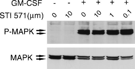 Fig. 4. STI 571 does not inhibit granulocyte-macrophage colony-stimulating factor (GM-CSF)–dependent activation of MAP kinase. / Serum was withheld from M-07e cells overnight. The cells were then pretreated with various concentrations of STI 571 for 90 minutes before the addition of vehicle or GM-CSF (final concentration, 200 U/mL) for 15 minutes. Whole cell lysates were immunoblotted with an antibody specific for phospho-MAP kinase. The membrane was stripped and reprobed with an antibody for total p44 and p42 MAP kinase. The arrows indicate the locations of p44 and p42 MAP kinase. Representative results from 1 of 2 independent experiments are shown.