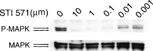 Fig. 5. STI 571 inhibits c-kit–dependent activation of MAP kinase in HMC-1 cells. / HMC-1 cells were treated with various concentrations of STI 571 for 90 minutes. Whole cell lysates were immunoblotted with an antibody specific for phospho-MAP kinase. The membrane was stripped and reprobed with an antibody for total p44 and p42 MAP kinase. The arrows indicate the locations of p44 and p42 MAP kinase. Representative results from 1 of 8 independent experiments are shown.