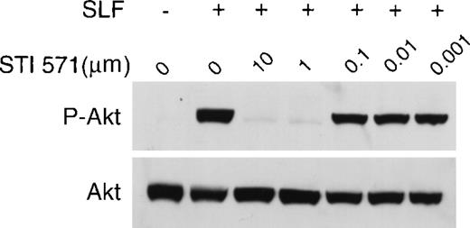 Fig. 6. STI 571 inhibits SLF-dependent activation of Akt. / Whole cell lysates of M-07e cells were prepared and immunoblotted with a polyclonal antibody specific for Akt protein that had been activated by phosphorylation of serine 473. The membrane was stripped and reprobed with an antibody to total Akt. Representative results from 1 of 8 independent experiments are shown.