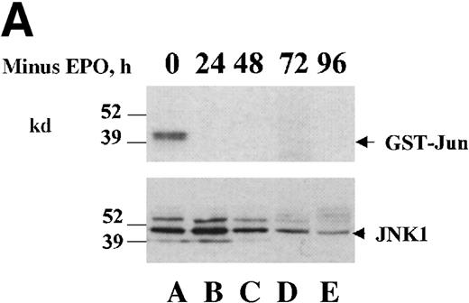 Fig. 1. JNK and p38 activities are high in HCD57 cells in the presence of EPO and decrease on EPO withdrawal. / HCD57 cells were deprived EPO for up to 96 hours and samples were taken at 24-hour intervals. (A) Rabbit-anti-JNK-1 immunoprecipitates were subjected to an in vitro kinase assay using γ-32P-ATP and GST-Jun fusion protein as a substrate and transferred to nitrocellulose. Following exposure to show the phosphorylated GST-Jun (upper arrow), the proteins were immunoblotted with goat anti-JNK-1 to visualize JNK proteins (lower arrow). (B) Whole cell lysates were immunoblotted with an anti-phospho-JNK antibody (upper panel). The blot was then stripped and reprobed with anti-JNK1 to ensure equal loading of proteins (arrow, lower panel). (C) Whole cell lysates were immunoblotted with an anti-phospho-p38 antibody (upper panel). The blot was then stripped and reprobed with anti-phospho-ERK antibody (middle panel) to detect phosphorylated ERK (arrow, middle panel) and p38 (lower panel) to ensure equal loading of proteins (arrow, lower panel). (D) HCD57(K) cells were deprived of EPO for the times indicated. Whole cell lysates were immunoblotted with anti-phospho-JNK antibody (top panel). Arrows indicated phosphorylated JNK-1 and -2 proteins. The blot was then stripped and reprobed with anti-phospho-p38 antibody to detect phosphorylated p38 (arrow, middle panel) and anti-JNK1 to ensure equal loading of proteins (arrow, lower panel).