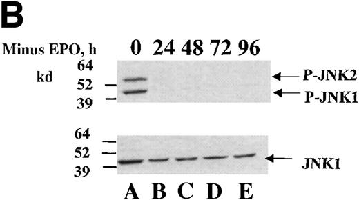 Fig. 1. JNK and p38 activities are high in HCD57 cells in the presence of EPO and decrease on EPO withdrawal. / HCD57 cells were deprived EPO for up to 96 hours and samples were taken at 24-hour intervals. (A) Rabbit-anti-JNK-1 immunoprecipitates were subjected to an in vitro kinase assay using γ-32P-ATP and GST-Jun fusion protein as a substrate and transferred to nitrocellulose. Following exposure to show the phosphorylated GST-Jun (upper arrow), the proteins were immunoblotted with goat anti-JNK-1 to visualize JNK proteins (lower arrow). (B) Whole cell lysates were immunoblotted with an anti-phospho-JNK antibody (upper panel). The blot was then stripped and reprobed with anti-JNK1 to ensure equal loading of proteins (arrow, lower panel). (C) Whole cell lysates were immunoblotted with an anti-phospho-p38 antibody (upper panel). The blot was then stripped and reprobed with anti-phospho-ERK antibody (middle panel) to detect phosphorylated ERK (arrow, middle panel) and p38 (lower panel) to ensure equal loading of proteins (arrow, lower panel). (D) HCD57(K) cells were deprived of EPO for the times indicated. Whole cell lysates were immunoblotted with anti-phospho-JNK antibody (top panel). Arrows indicated phosphorylated JNK-1 and -2 proteins. The blot was then stripped and reprobed with anti-phospho-p38 antibody to detect phosphorylated p38 (arrow, middle panel) and anti-JNK1 to ensure equal loading of proteins (arrow, lower panel).