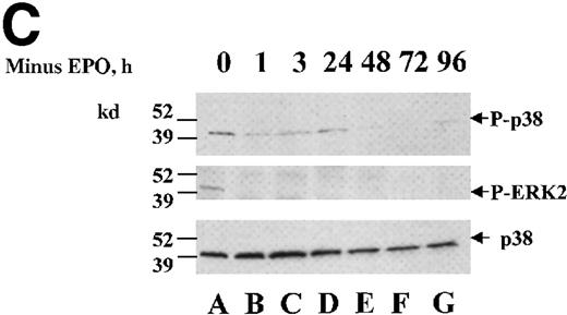 Fig. 1. JNK and p38 activities are high in HCD57 cells in the presence of EPO and decrease on EPO withdrawal. / HCD57 cells were deprived EPO for up to 96 hours and samples were taken at 24-hour intervals. (A) Rabbit-anti-JNK-1 immunoprecipitates were subjected to an in vitro kinase assay using γ-32P-ATP and GST-Jun fusion protein as a substrate and transferred to nitrocellulose. Following exposure to show the phosphorylated GST-Jun (upper arrow), the proteins were immunoblotted with goat anti-JNK-1 to visualize JNK proteins (lower arrow). (B) Whole cell lysates were immunoblotted with an anti-phospho-JNK antibody (upper panel). The blot was then stripped and reprobed with anti-JNK1 to ensure equal loading of proteins (arrow, lower panel). (C) Whole cell lysates were immunoblotted with an anti-phospho-p38 antibody (upper panel). The blot was then stripped and reprobed with anti-phospho-ERK antibody (middle panel) to detect phosphorylated ERK (arrow, middle panel) and p38 (lower panel) to ensure equal loading of proteins (arrow, lower panel). (D) HCD57(K) cells were deprived of EPO for the times indicated. Whole cell lysates were immunoblotted with anti-phospho-JNK antibody (top panel). Arrows indicated phosphorylated JNK-1 and -2 proteins. The blot was then stripped and reprobed with anti-phospho-p38 antibody to detect phosphorylated p38 (arrow, middle panel) and anti-JNK1 to ensure equal loading of proteins (arrow, lower panel).