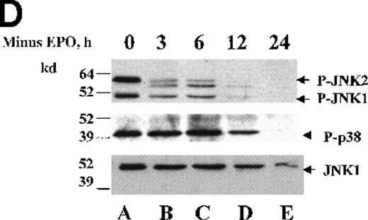 Fig. 1. JNK and p38 activities are high in HCD57 cells in the presence of EPO and decrease on EPO withdrawal. / HCD57 cells were deprived EPO for up to 96 hours and samples were taken at 24-hour intervals. (A) Rabbit-anti-JNK-1 immunoprecipitates were subjected to an in vitro kinase assay using γ-32P-ATP and GST-Jun fusion protein as a substrate and transferred to nitrocellulose. Following exposure to show the phosphorylated GST-Jun (upper arrow), the proteins were immunoblotted with goat anti-JNK-1 to visualize JNK proteins (lower arrow). (B) Whole cell lysates were immunoblotted with an anti-phospho-JNK antibody (upper panel). The blot was then stripped and reprobed with anti-JNK1 to ensure equal loading of proteins (arrow, lower panel). (C) Whole cell lysates were immunoblotted with an anti-phospho-p38 antibody (upper panel). The blot was then stripped and reprobed with anti-phospho-ERK antibody (middle panel) to detect phosphorylated ERK (arrow, middle panel) and p38 (lower panel) to ensure equal loading of proteins (arrow, lower panel). (D) HCD57(K) cells were deprived of EPO for the times indicated. Whole cell lysates were immunoblotted with anti-phospho-JNK antibody (top panel). Arrows indicated phosphorylated JNK-1 and -2 proteins. The blot was then stripped and reprobed with anti-phospho-p38 antibody to detect phosphorylated p38 (arrow, middle panel) and anti-JNK1 to ensure equal loading of proteins (arrow, lower panel).