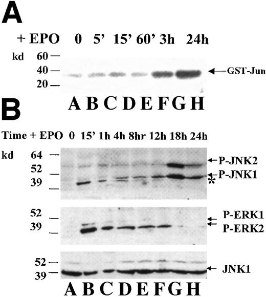 Fig. 2. JNK and p38 are activated on EPO addition in HCD57 cells. / HCD57(R) cells were deprived of EPO for 18 hours and then incubated in EPO for the times indicated. (A) Rabbit-anti-JNK-1 immunoprecipitates were subjected to an in vitro kinase assay using γ-32P-ATP and GST-Jun fusion protein as a substrate. Arrow indicates phosphorylated GST-Jun. (B) Whole cell lysates were immunoblotted with an anti-phospho-JNK antibody (upper panel). Asterisk indicates phosphorylated ERK2 protein that cross-reacts with the phospho-JNK antibody. The blot was then stripped and reprobed with anti-phospho-ERK antibody (middle panel) to detect phosphorylated ERK-1 and -2 (arrows, middle panel) and anti-JNK1 (lower panel) to ensure equal loading of proteins (arrow, lower panel). (C) Whole cell lysates were immunoblotted with an anti-phospho-p38 antibody (upper panel). The blot was then stripped and reprobed with anti-ERK-1 (lower panel) to ensure equal loading of proteins (arrow, lower panel). (D) ERK and JNK are not activated in a PI 3-kinase dependent manner in HCD57 cells. HCD57(R) cells were incubated for 24 hours in the presence of EPO alone (lane 1), EPO + DMSO (lane 3) or EPO + 50 μmol/L or 100 μmol/L LY294002 (lanes 2 and 4). Whole cell lysates were immunoblotted with an anti-phospho-JNK antibody (i). The blot was then stripped and reprobed with anti-phospho-ERK (ii, arrow), anti-phospho-AKT antibody to detect phosphorylated AKT (iii, arrow), and anti-JNK1 to ensure equal loading of proteins (iv, arrow).