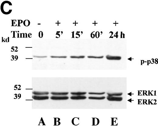 Fig. 2. JNK and p38 are activated on EPO addition in HCD57 cells. / HCD57(R) cells were deprived of EPO for 18 hours and then incubated in EPO for the times indicated. (A) Rabbit-anti-JNK-1 immunoprecipitates were subjected to an in vitro kinase assay using γ-32P-ATP and GST-Jun fusion protein as a substrate. Arrow indicates phosphorylated GST-Jun. (B) Whole cell lysates were immunoblotted with an anti-phospho-JNK antibody (upper panel). Asterisk indicates phosphorylated ERK2 protein that cross-reacts with the phospho-JNK antibody. The blot was then stripped and reprobed with anti-phospho-ERK antibody (middle panel) to detect phosphorylated ERK-1 and -2 (arrows, middle panel) and anti-JNK1 (lower panel) to ensure equal loading of proteins (arrow, lower panel). (C) Whole cell lysates were immunoblotted with an anti-phospho-p38 antibody (upper panel). The blot was then stripped and reprobed with anti-ERK-1 (lower panel) to ensure equal loading of proteins (arrow, lower panel). (D) ERK and JNK are not activated in a PI 3-kinase dependent manner in HCD57 cells. HCD57(R) cells were incubated for 24 hours in the presence of EPO alone (lane 1), EPO + DMSO (lane 3) or EPO + 50 μmol/L or 100 μmol/L LY294002 (lanes 2 and 4). Whole cell lysates were immunoblotted with an anti-phospho-JNK antibody (i). The blot was then stripped and reprobed with anti-phospho-ERK (ii, arrow), anti-phospho-AKT antibody to detect phosphorylated AKT (iii, arrow), and anti-JNK1 to ensure equal loading of proteins (iv, arrow).