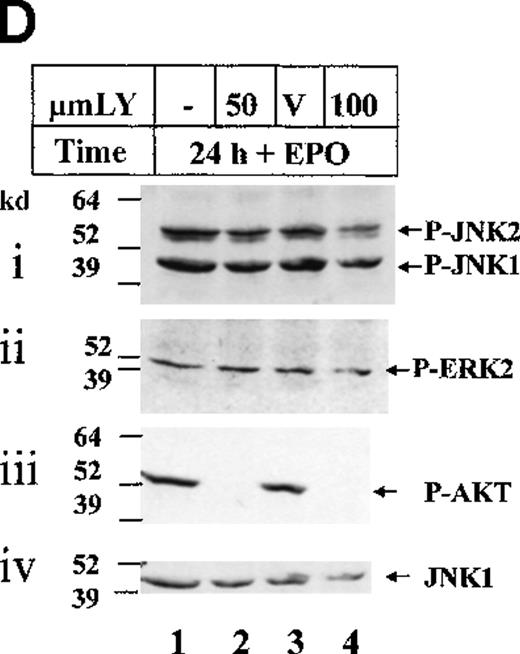 Fig. 2. JNK and p38 are activated on EPO addition in HCD57 cells. / HCD57(R) cells were deprived of EPO for 18 hours and then incubated in EPO for the times indicated. (A) Rabbit-anti-JNK-1 immunoprecipitates were subjected to an in vitro kinase assay using γ-32P-ATP and GST-Jun fusion protein as a substrate. Arrow indicates phosphorylated GST-Jun. (B) Whole cell lysates were immunoblotted with an anti-phospho-JNK antibody (upper panel). Asterisk indicates phosphorylated ERK2 protein that cross-reacts with the phospho-JNK antibody. The blot was then stripped and reprobed with anti-phospho-ERK antibody (middle panel) to detect phosphorylated ERK-1 and -2 (arrows, middle panel) and anti-JNK1 (lower panel) to ensure equal loading of proteins (arrow, lower panel). (C) Whole cell lysates were immunoblotted with an anti-phospho-p38 antibody (upper panel). The blot was then stripped and reprobed with anti-ERK-1 (lower panel) to ensure equal loading of proteins (arrow, lower panel). (D) ERK and JNK are not activated in a PI 3-kinase dependent manner in HCD57 cells. HCD57(R) cells were incubated for 24 hours in the presence of EPO alone (lane 1), EPO + DMSO (lane 3) or EPO + 50 μmol/L or 100 μmol/L LY294002 (lanes 2 and 4). Whole cell lysates were immunoblotted with an anti-phospho-JNK antibody (i). The blot was then stripped and reprobed with anti-phospho-ERK (ii, arrow), anti-phospho-AKT antibody to detect phosphorylated AKT (iii, arrow), and anti-JNK1 to ensure equal loading of proteins (iv, arrow).