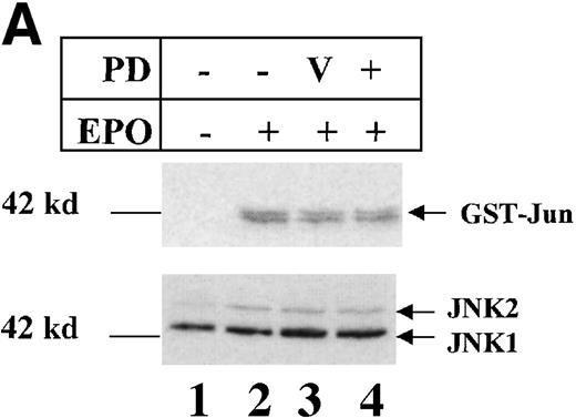Fig. 3. Inhibition of ERK activity inhibits proliferation but does not induce apoptosis or JNK activation in HCD57 cells. / HCD57(R) cells were washed and treated with either EPO (EPO, lane 2), EPO + DMSO vehicle (V, lane 3), EPO + 50 μmol/L PD98 059 (PD, lane 4), or no additional growth factor (No EPO, lane 1) for 48 hours. (A) Rabbit-anti-JNK-1 immunoprecipitates were subjected to an in vitro kinase assay using γ-32P-ATP and GST-Jun fusion protein as a substrate and transferred to nitrocellulose. Following exposure to show the phosphorylated GST-Jun (upper arrow), the proteins were immunoblotted with goat-anti-JNK to visualize JNK proteins (lower arrows). (B) Rabbit-anti-ERK immunoprecipitates were immunoblotted with mouse-anti-phospho-ERK antibody to visualize phosphorylated ERK proteins (upper arrow). The blot was then stripped and reprobed with anti-ERK antibody to ensure equal loading of proteins (arrow, lower panel). (C) Proliferative response of HCD57(R) cells to EPO and PD98059 24 hours (columns 1-4) and 48 hours (columns 5-8) following addition of EPO (columns 2-4 and 6-8) or no growth factor (columns 1 and 5) in the presence of PD20859 (columns 4 and 8). Data are indicated as the number of cells as a percentage of the starting number of cells. In this experiment, nonviable cells were 5% or less. (D) Cells incubated for 48 hours with no additional growth factor (upper left panel), EPO alone (upper right panel), EPO + DMSO (lower left panel), or EPO + PD98059 (lower right panel) were stained with propidium iodide as indicated in the “Materials and methods” section and analyzed by using flow cytometry. The number of apoptotic cells is indicated as a percentage of the total number of cells containing sub-G0/G1 DNA and is indicated as M1 on plots.