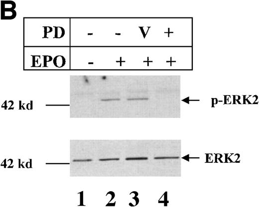Fig. 3. Inhibition of ERK activity inhibits proliferation but does not induce apoptosis or JNK activation in HCD57 cells. / HCD57(R) cells were washed and treated with either EPO (EPO, lane 2), EPO + DMSO vehicle (V, lane 3), EPO + 50 μmol/L PD98 059 (PD, lane 4), or no additional growth factor (No EPO, lane 1) for 48 hours. (A) Rabbit-anti-JNK-1 immunoprecipitates were subjected to an in vitro kinase assay using γ-32P-ATP and GST-Jun fusion protein as a substrate and transferred to nitrocellulose. Following exposure to show the phosphorylated GST-Jun (upper arrow), the proteins were immunoblotted with goat-anti-JNK to visualize JNK proteins (lower arrows). (B) Rabbit-anti-ERK immunoprecipitates were immunoblotted with mouse-anti-phospho-ERK antibody to visualize phosphorylated ERK proteins (upper arrow). The blot was then stripped and reprobed with anti-ERK antibody to ensure equal loading of proteins (arrow, lower panel). (C) Proliferative response of HCD57(R) cells to EPO and PD98059 24 hours (columns 1-4) and 48 hours (columns 5-8) following addition of EPO (columns 2-4 and 6-8) or no growth factor (columns 1 and 5) in the presence of PD20859 (columns 4 and 8). Data are indicated as the number of cells as a percentage of the starting number of cells. In this experiment, nonviable cells were 5% or less. (D) Cells incubated for 48 hours with no additional growth factor (upper left panel), EPO alone (upper right panel), EPO + DMSO (lower left panel), or EPO + PD98059 (lower right panel) were stained with propidium iodide as indicated in the “Materials and methods” section and analyzed by using flow cytometry. The number of apoptotic cells is indicated as a percentage of the total number of cells containing sub-G0/G1 DNA and is indicated as M1 on plots.