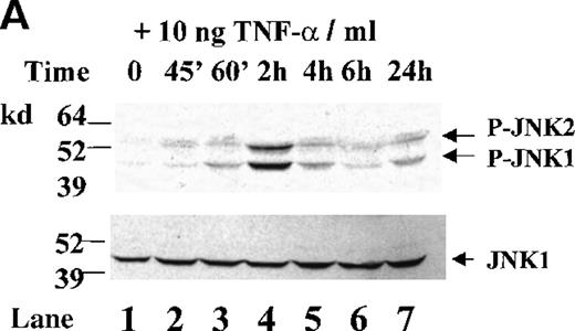Fig. 5. TNF- induces JNK activation but does not induce apoptosis in HCD57 cells. / (A) HCD57(R) cells were deprived of EPO for 18 hours and then treated with 10 ng TNF-α/mL for the times indicated. Whole cell lysates were immunoblotted with an anti-phospho-JNK antibody (upper panel, arrows). The blot was then stripped and reprobed with anti-JNK1 to ensure equal loading of proteins (lower panel, arrow). (B) HCD57 cells were deprived of EPO for 18 hours and then treated with no additional growth factor (lane 1), 1 U EPO/mL (lane 2), 10 ng SCF/mL (lane 3), or 10 ng TNF-α/mL (lane 4) for 24 hours. Whole cell lysates were immunoblotted with an anti-phospho-JNK antibody (upper panel, arrows). The blot was then stripped and reprobed with anti-JNK1 to ensure equal loading of proteins (lower panel, arrow). (C) HCD57 cells were deprived of EPO for 18 hours and then treated with 1 U EPO/mL (+EPO); no additional growth factor (No EPO); or 10 ng, 100 ng, or 1000 ng TNF-α/mL for 24 hours. Cells were stained with propidium iodide as indicated in “Materials and methods” and analyzed by using flow cytometry. The number of apoptotic cells is indicated as a percentage of the total number of cells containing sub-G0/G1DNA and is indicated as M1 on plots.