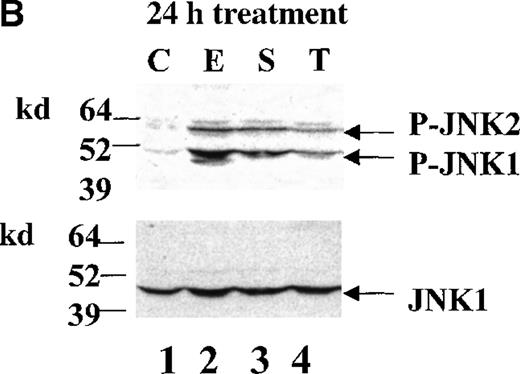 Fig. 5. TNF- induces JNK activation but does not induce apoptosis in HCD57 cells. / (A) HCD57(R) cells were deprived of EPO for 18 hours and then treated with 10 ng TNF-α/mL for the times indicated. Whole cell lysates were immunoblotted with an anti-phospho-JNK antibody (upper panel, arrows). The blot was then stripped and reprobed with anti-JNK1 to ensure equal loading of proteins (lower panel, arrow). (B) HCD57 cells were deprived of EPO for 18 hours and then treated with no additional growth factor (lane 1), 1 U EPO/mL (lane 2), 10 ng SCF/mL (lane 3), or 10 ng TNF-α/mL (lane 4) for 24 hours. Whole cell lysates were immunoblotted with an anti-phospho-JNK antibody (upper panel, arrows). The blot was then stripped and reprobed with anti-JNK1 to ensure equal loading of proteins (lower panel, arrow). (C) HCD57 cells were deprived of EPO for 18 hours and then treated with 1 U EPO/mL (+EPO); no additional growth factor (No EPO); or 10 ng, 100 ng, or 1000 ng TNF-α/mL for 24 hours. Cells were stained with propidium iodide as indicated in “Materials and methods” and analyzed by using flow cytometry. The number of apoptotic cells is indicated as a percentage of the total number of cells containing sub-G0/G1DNA and is indicated as M1 on plots.