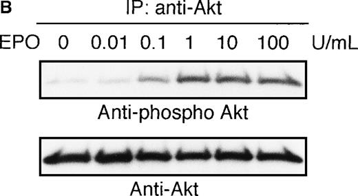 Fig. 1. EPO induces serine phosphorylation of Akt protein in time- and dose-dependent fashions in UT-7/EPO cells. / EPO was removed from UT-7/EPO cells for 24 hours. The cells were then stimulated with EPO (10 U/mL) for the periods indicated (A), or with increasing concentrations of EPO (0.01-100 U/mL) for 10 minutes (B). After solubilization, cell lysates were immunoprecipitated with protein G-conjugated anti-Akt antibody. Immunoprecipitates were eluted with buffer containing SDS and resolved by 10% SDS-PAGE. Proteins were transferred onto a PVDF membrane. Upper panel: immunoblotting with antiphospho Akt antibody. Lower panel: the blot was reprobed with anti-Akt serum to confirm equal loading of protein.
