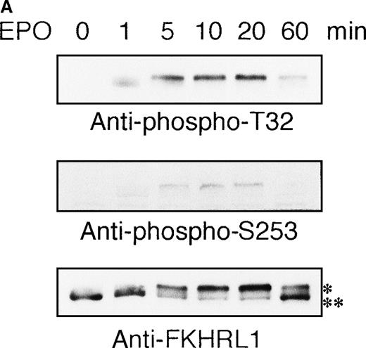Fig. 6. EPO induces phosphorylation of FKHRL1 protein in time- and dose-dependent fashions in UT-7/EPO cells. / EPO was removed from UT-7/EPO cells for 24 hours. The cells were then stimulated with EPO (10 U/mL) for the periods indicated (A), or with increasing concentrations of EPO (0.01-100 U/mL) for 10 minutes (B). After solubilization, cell extracts were resolved by 7.5% SDS-PAGE and immunoblotted with the antibodies directed against phospho-T32 (top panel) or phospho-S253 (middle panel). The blot was reprobed with anti-FKHRL1 antibody to confirm equal loading of protein (bottom panel). Anti-FKHRL1 antibody recognizes 2 bands; upper band (*) is the phosphorylated form, and the lower band (**), the unphosphorylated form.